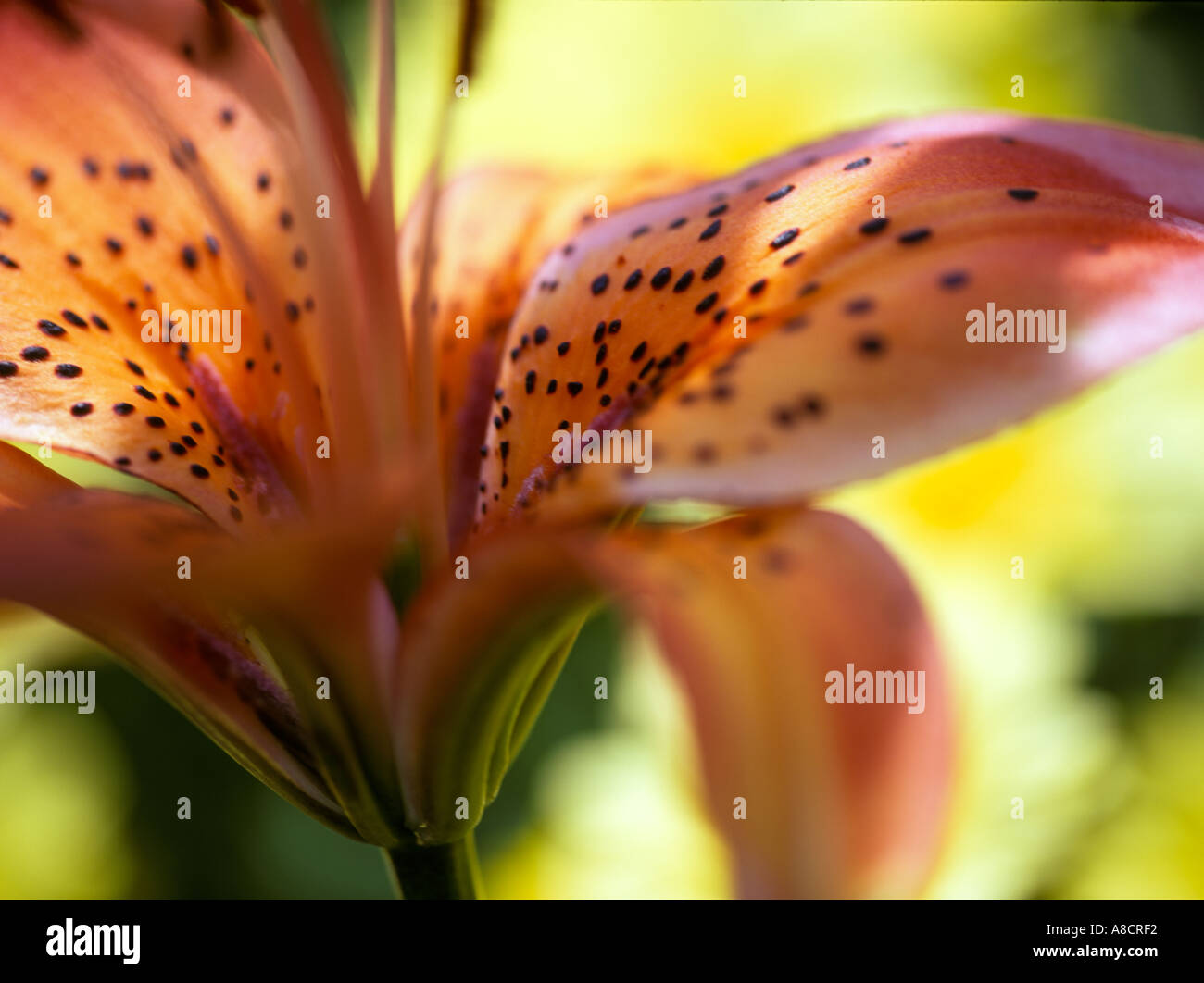 Tiger Lily Abstract Foto Stock