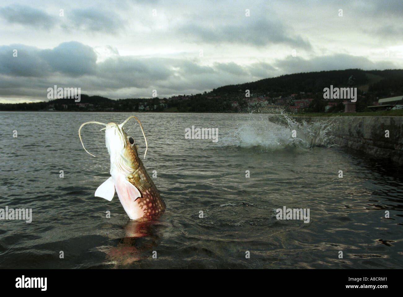 Un pesce gatto europeo nel grande lago a Ostersund Svezia settentrionale Foto Stock