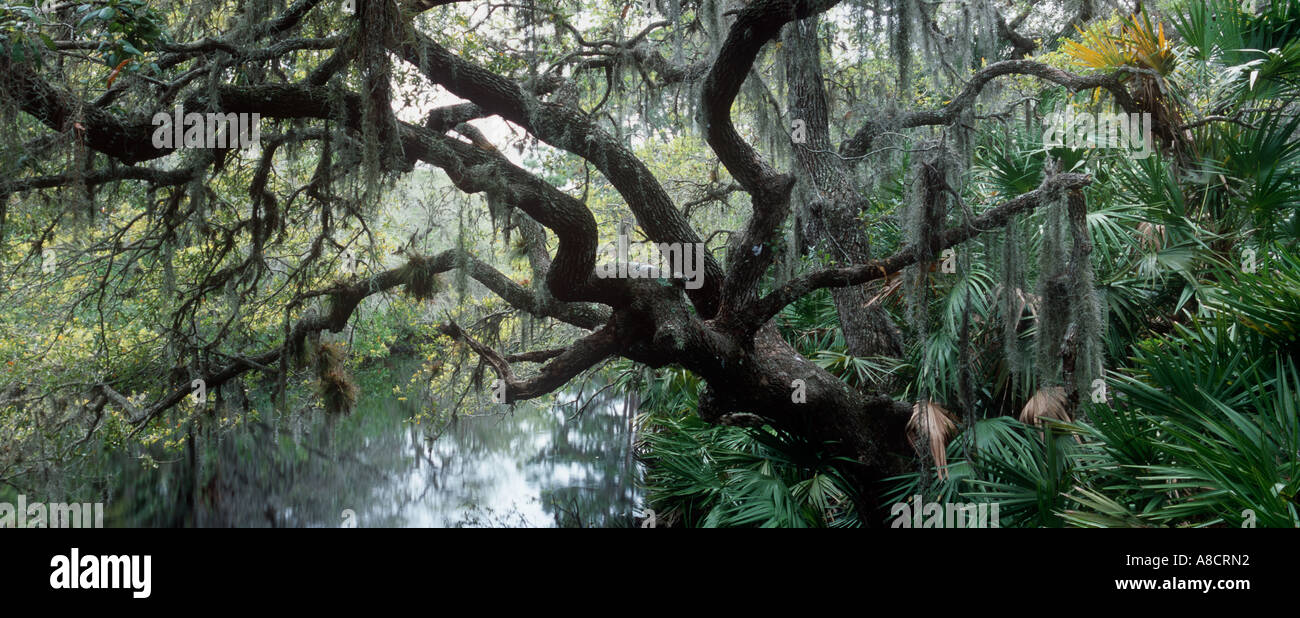 Sud CREEK A OSCAR SCHERER STATO PARCO OSPREY FLORIDA Foto Stock