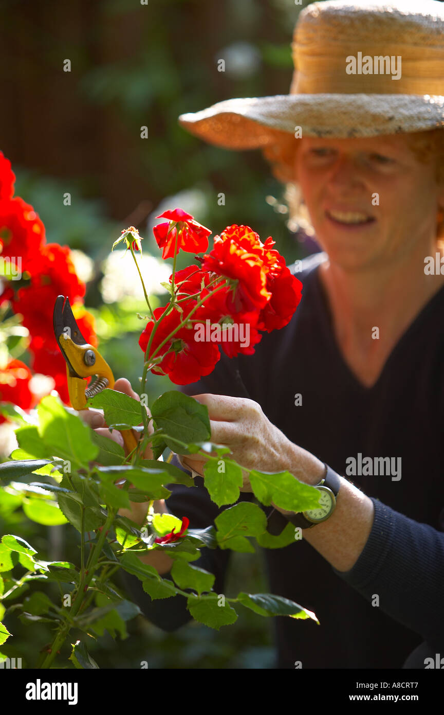 Donna giardinaggio fiori di potatura modello rilasciato Dorset England Regno Unito Foto Stock