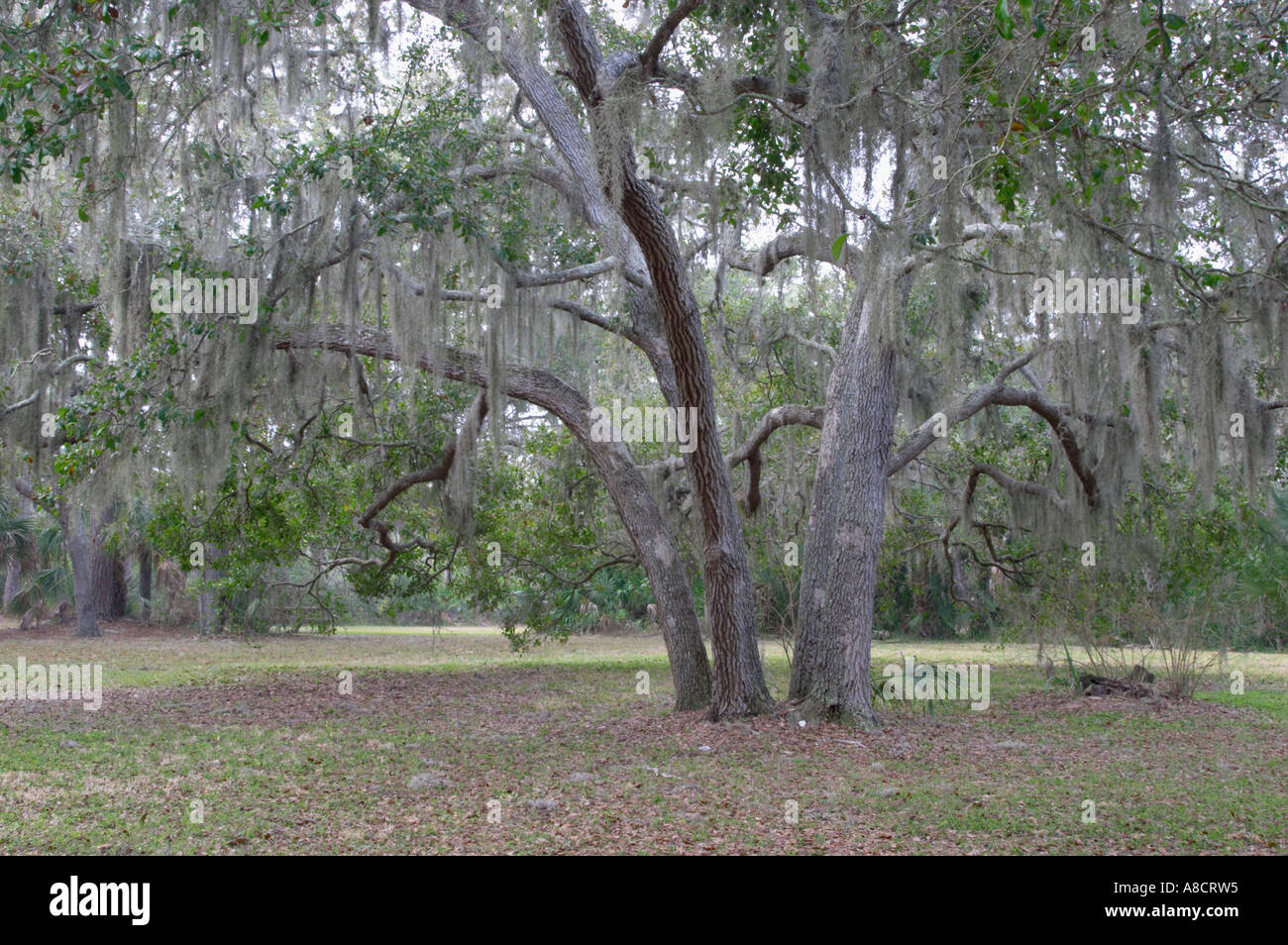 LIVE OAK alberi con appesi muschio Spagnolo IN OSCAR SCHERER del parco statale di OSPREY FLORIDA Foto Stock