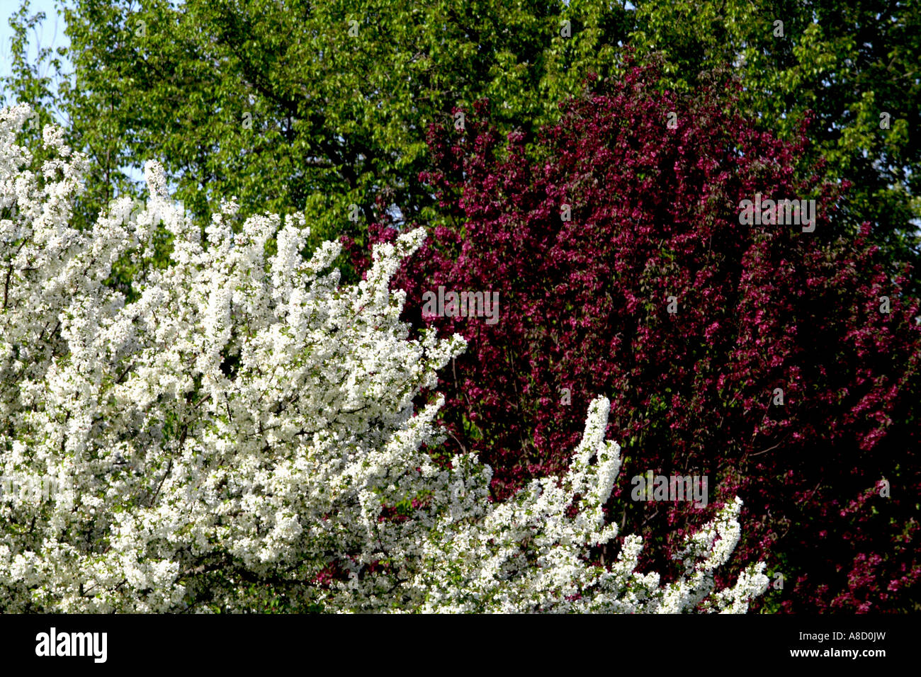Crab Apple alberi. Foto Stock