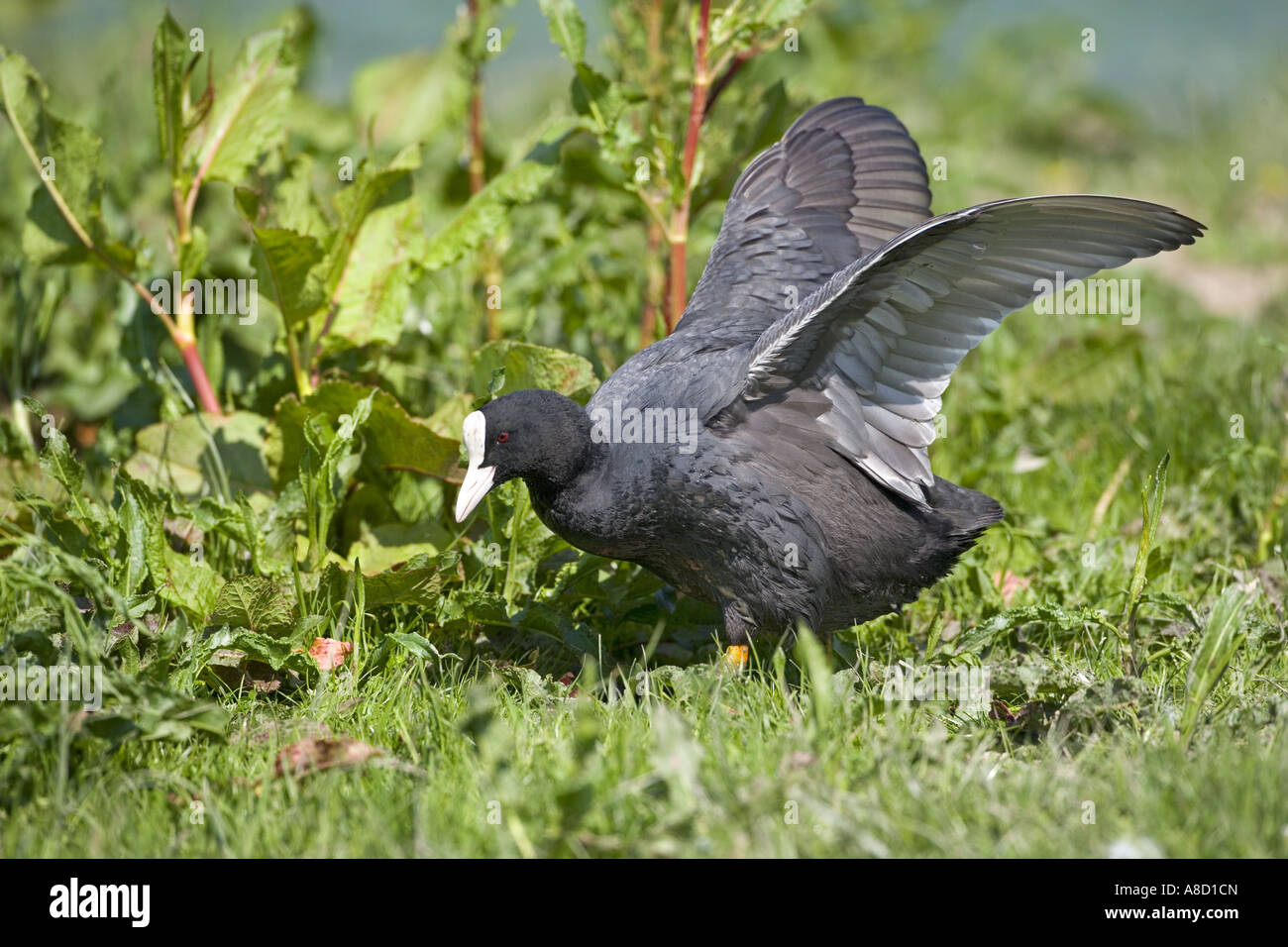 La folaga fulica atra Cley Norfolk può Foto Stock