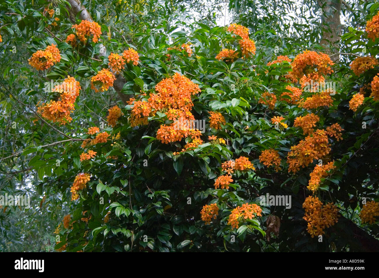 Orange Ixora sp. Malaysia Singapore Foto Stock