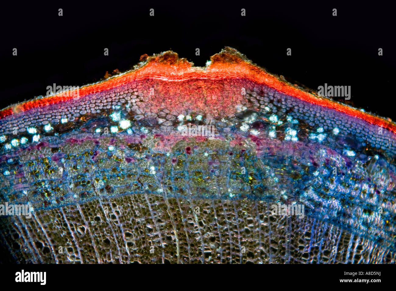 Lime Tree sezione dello stelo darkfield fotomicrografia sfondo nero, Tilia sp. Foto Stock