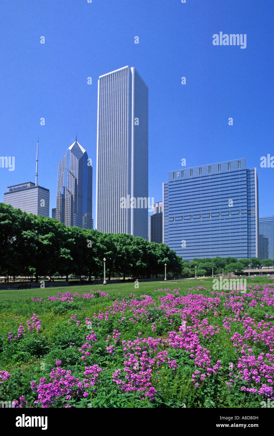 Grattacieli sullo sfondo di un campo di fiori selvatici viola in GRANT PARK downtown Chicago Illinois Foto Stock