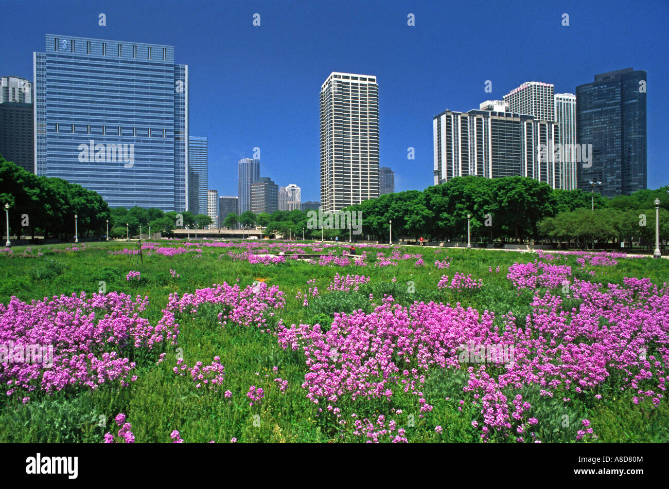 Grattacieli sullo sfondo di un campo di fiori selvatici viola in GRANT PARK downtown Chicago Illinois Foto Stock