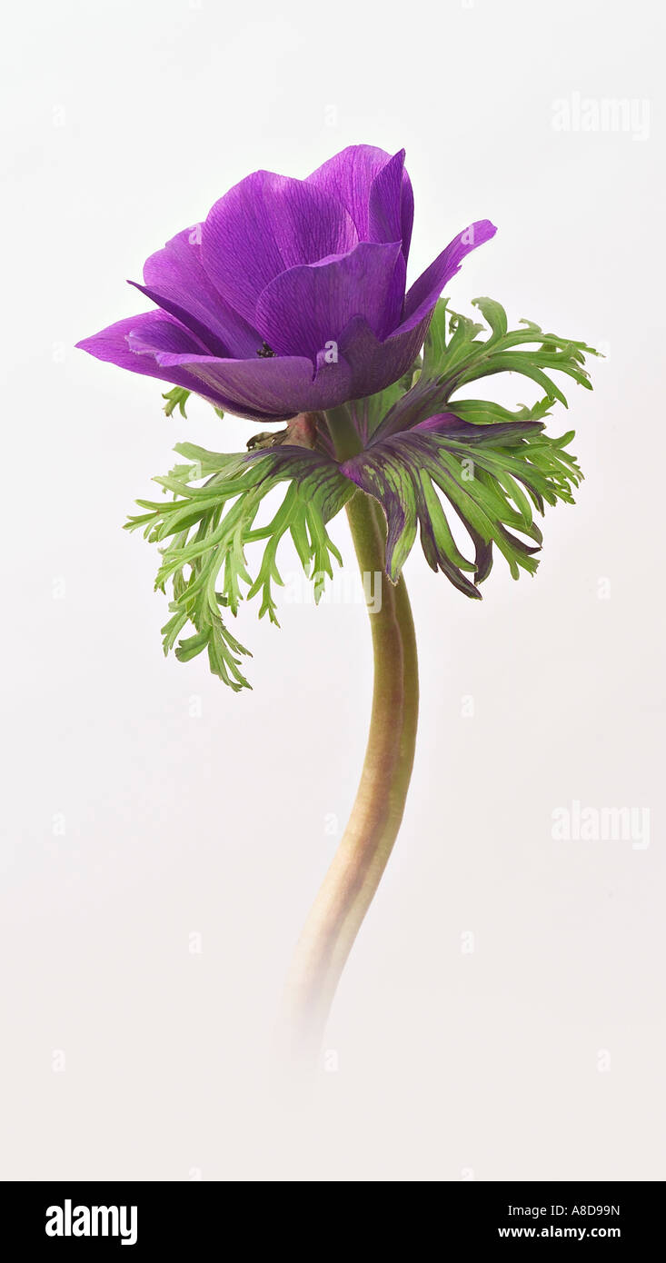 Anemone Foto Stock