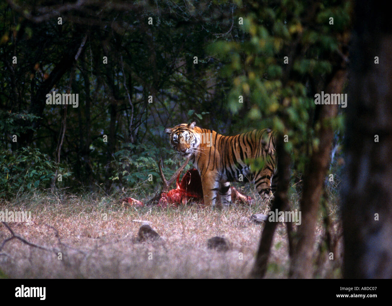 Alimentazione della tigre sulla preda Ranthambhore Parco Nazionale di India Foto Stock