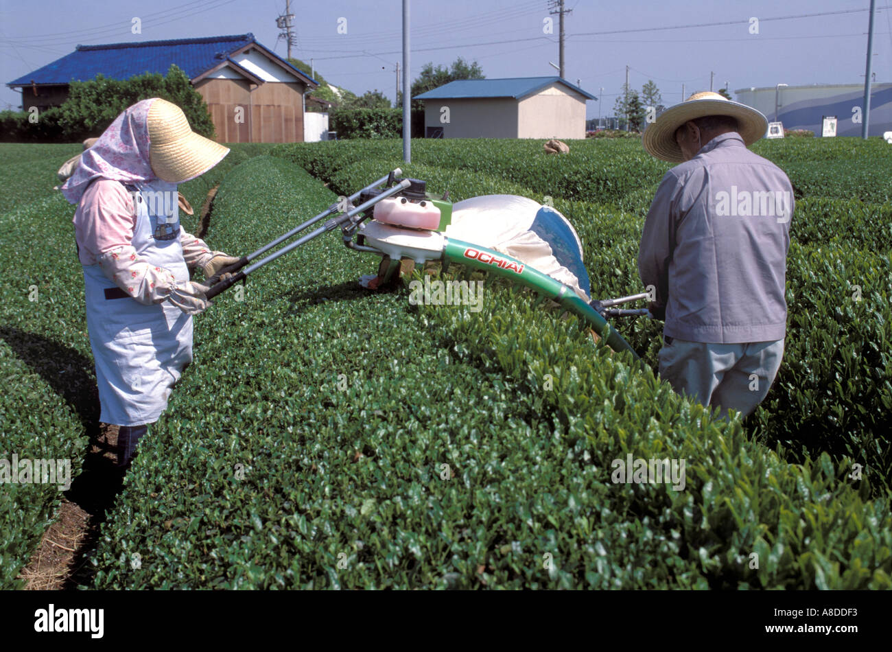 Coltivatori di tè camminare tra file ordinate di tè durante la mietitura di foglie di tè con un sistema automatico di prelievo del tè macchina a Shizuoka Foto Stock
