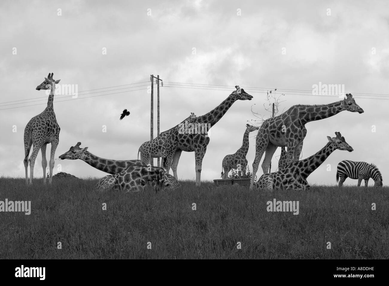 Le giraffe Foto Stock