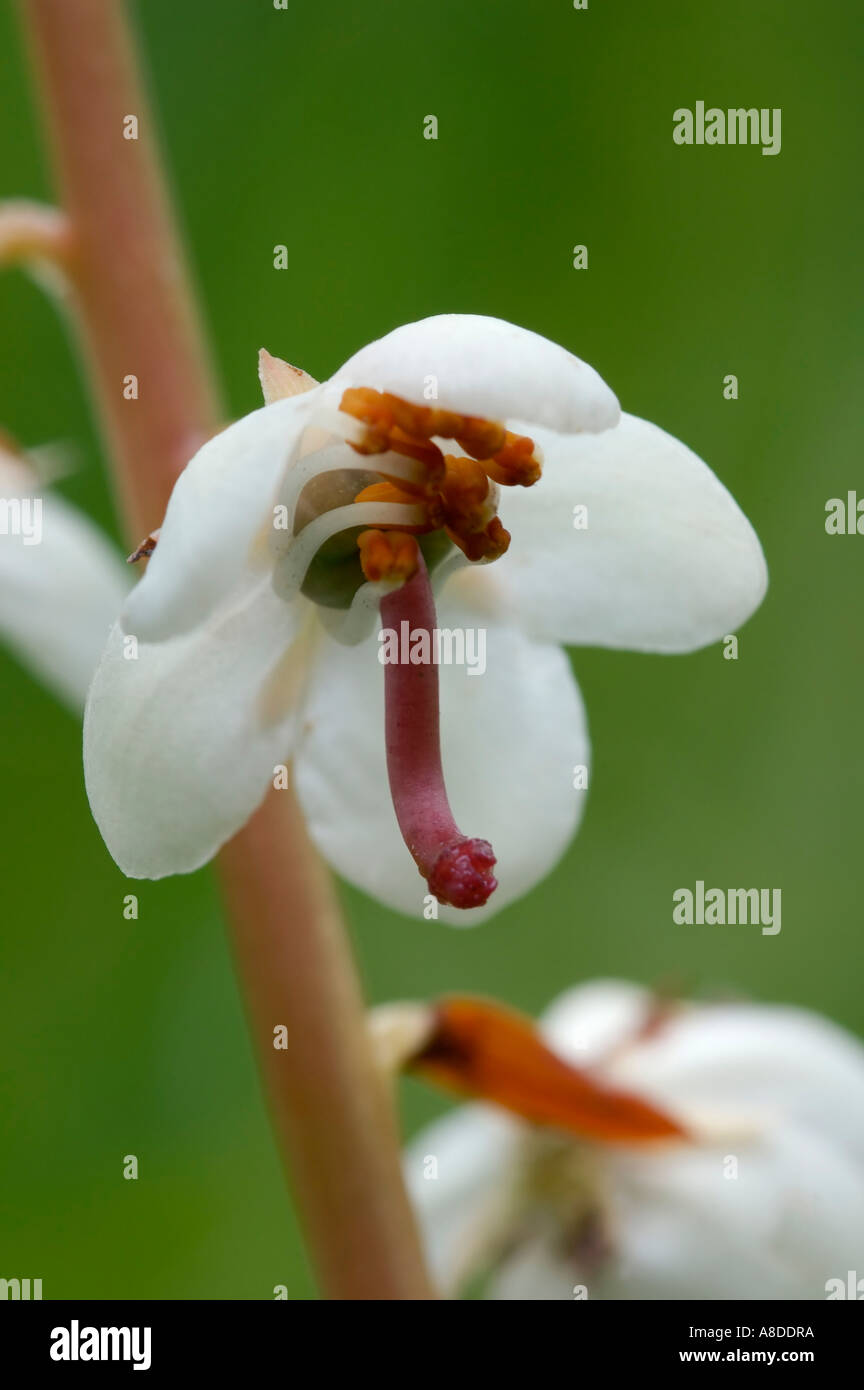 Round lasciava Wintergreen Pyrola rotundifolia Foto Stock