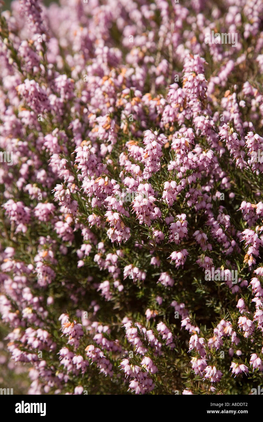Heather Calluna vulgaris in fiore nel giardino del Galles REGNO UNITO Foto Stock
