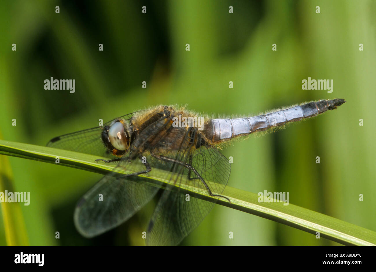 Scarsa Chaser Dragonfly Libellula fulva Foto Stock