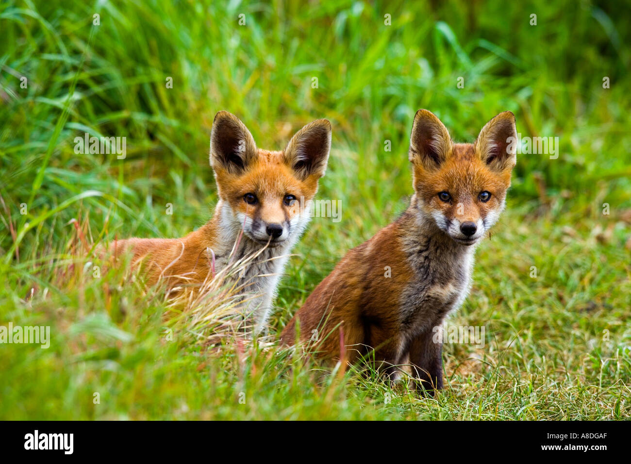 Due Red Fox Vulpes vulpes Cubs a terra cercando di ingresso allarme con le orecchie fino potton bedfordshire Foto Stock
