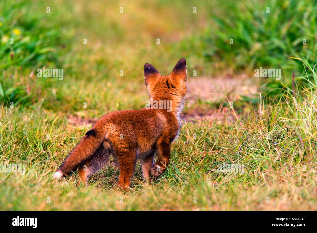 Red Fox (Vulpes vulpes vulpes) Cub permanente sulla pista in erba con un piede fino alle orecchie up di avviso potton bedfordshire Foto Stock