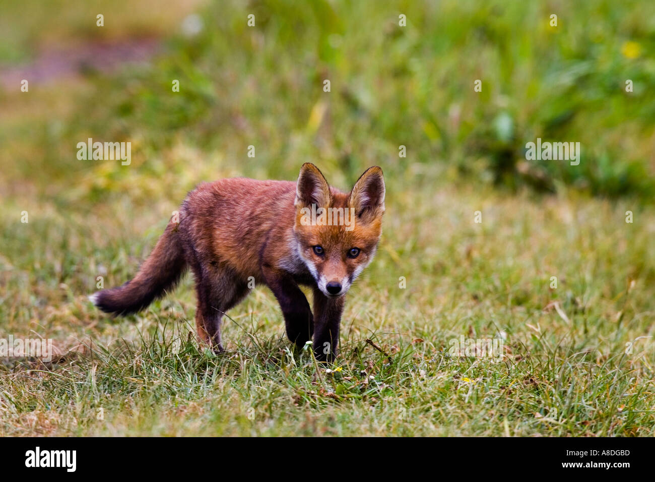 La Volpe rossa Vulpes vulpes Cub camminare su erba via cercando alert Foto Stock