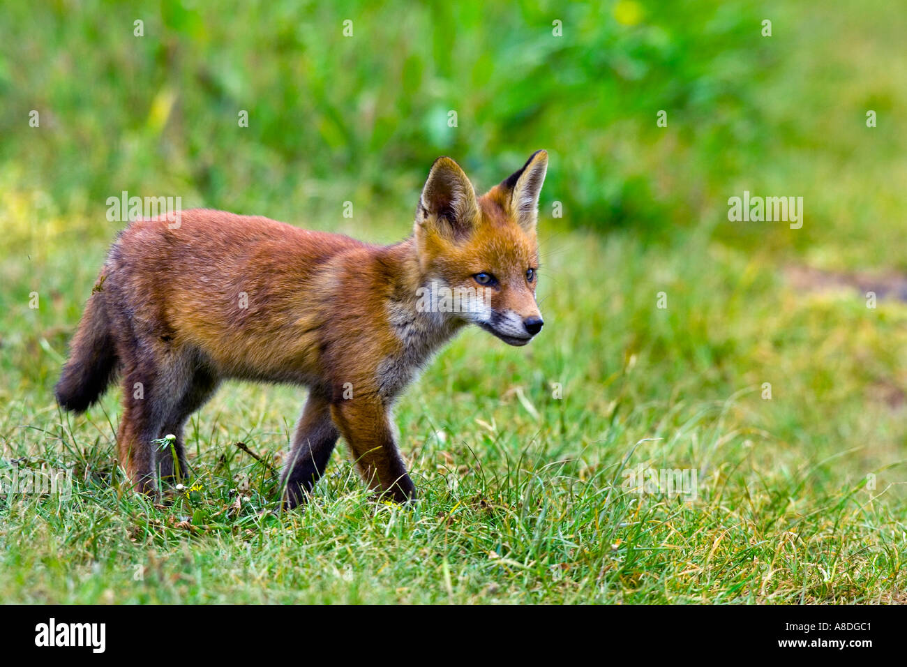 La Volpe rossa Vulpes vulpes Cub camminare su erba via cercando alert Foto Stock