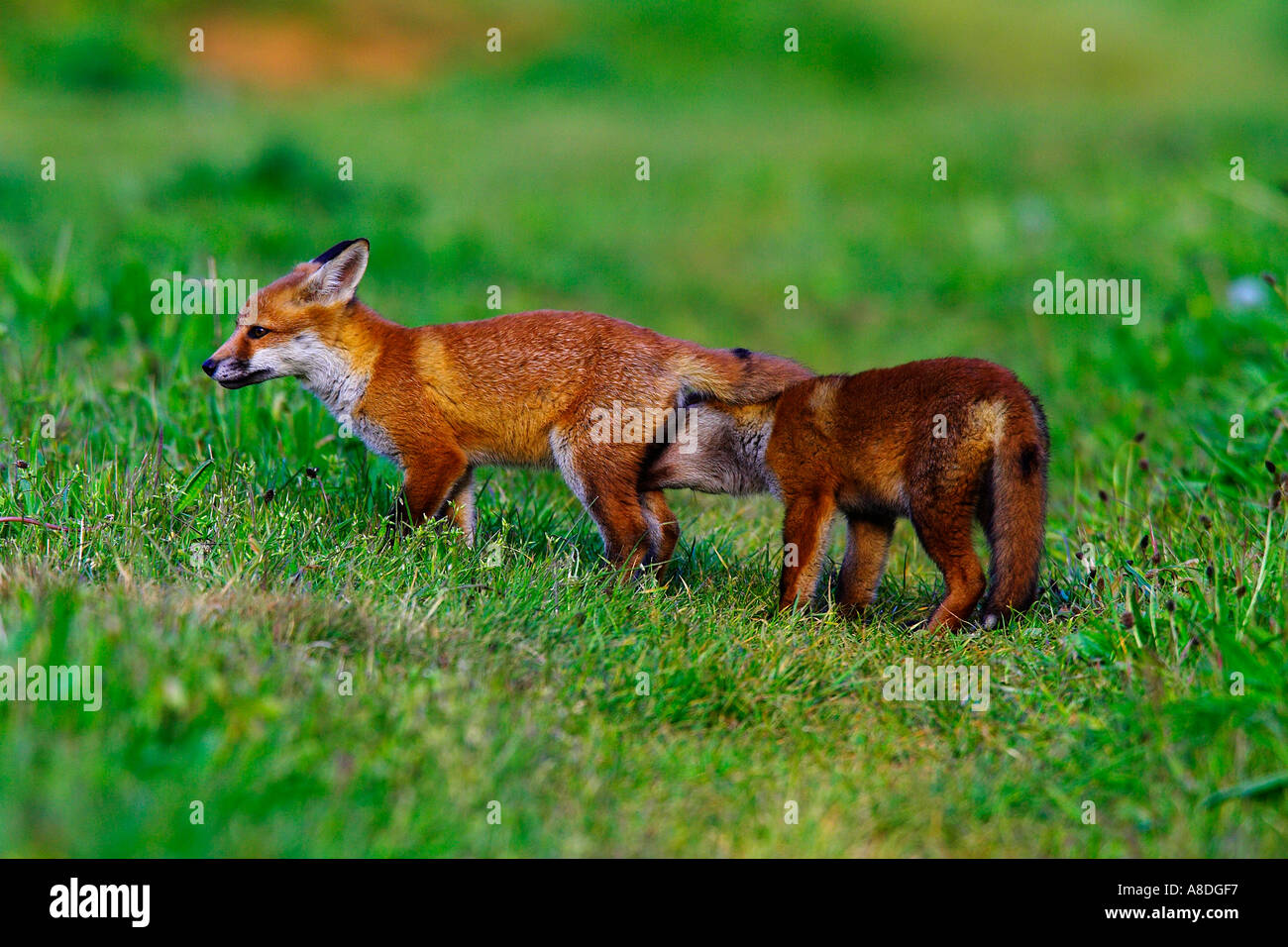 Due Red Fox Vulpes vulpes Cubs giocando sulla pista in erba potton bedfordshire Foto Stock