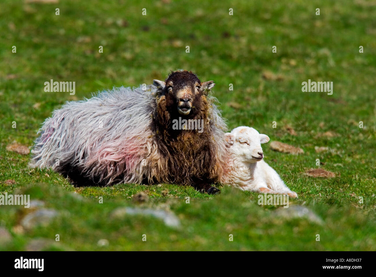 Pecora con agnello che stabilisce nel campo in erba del Galles Foto Stock