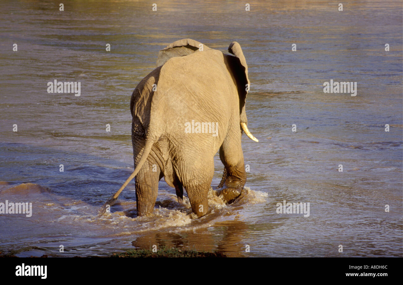 Vista posteriore dei maschi di elefante a partire a guadare il Uaso Nyiro Samburu Riserva nazionale del Kenya Africa orientale Foto Stock