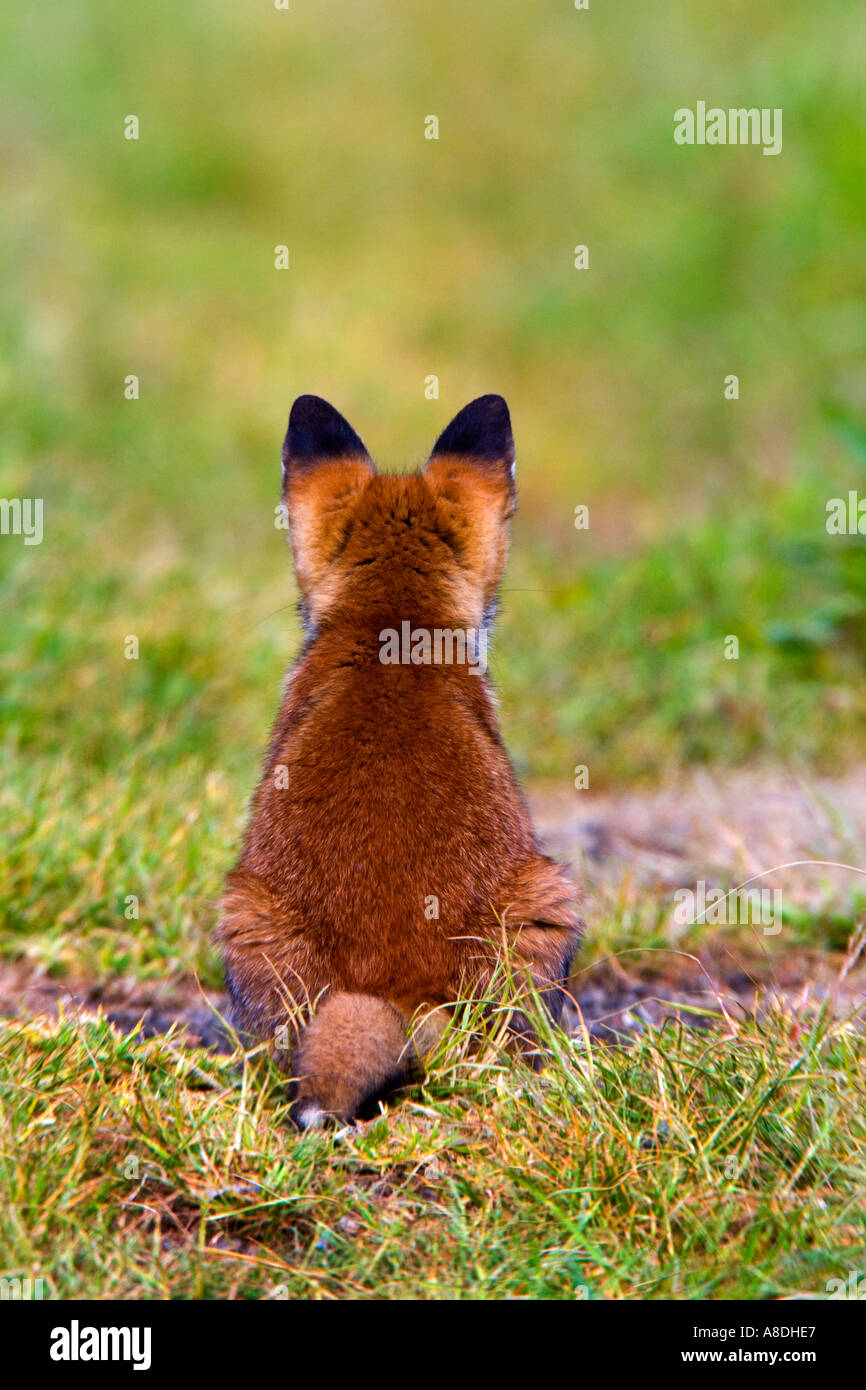 La Volpe rossa Vulpes vulpes Cub seduta su fattoria via guardando lontano con le orecchie fino potton bedfordshire Foto Stock
