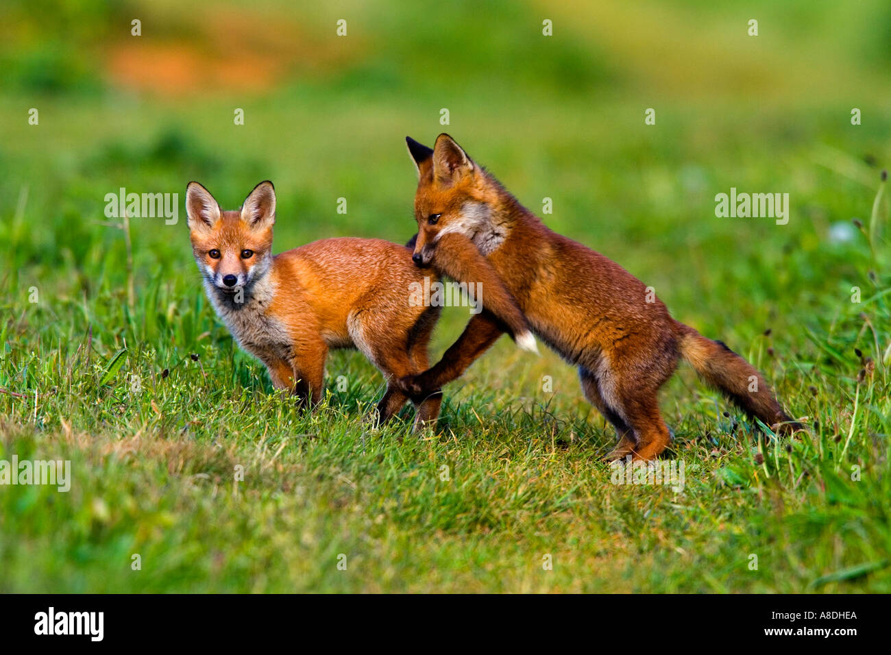 TwoRed Fox Vulpes vulpes Cubs giocando su fattoria via potton bedfordshire Foto Stock