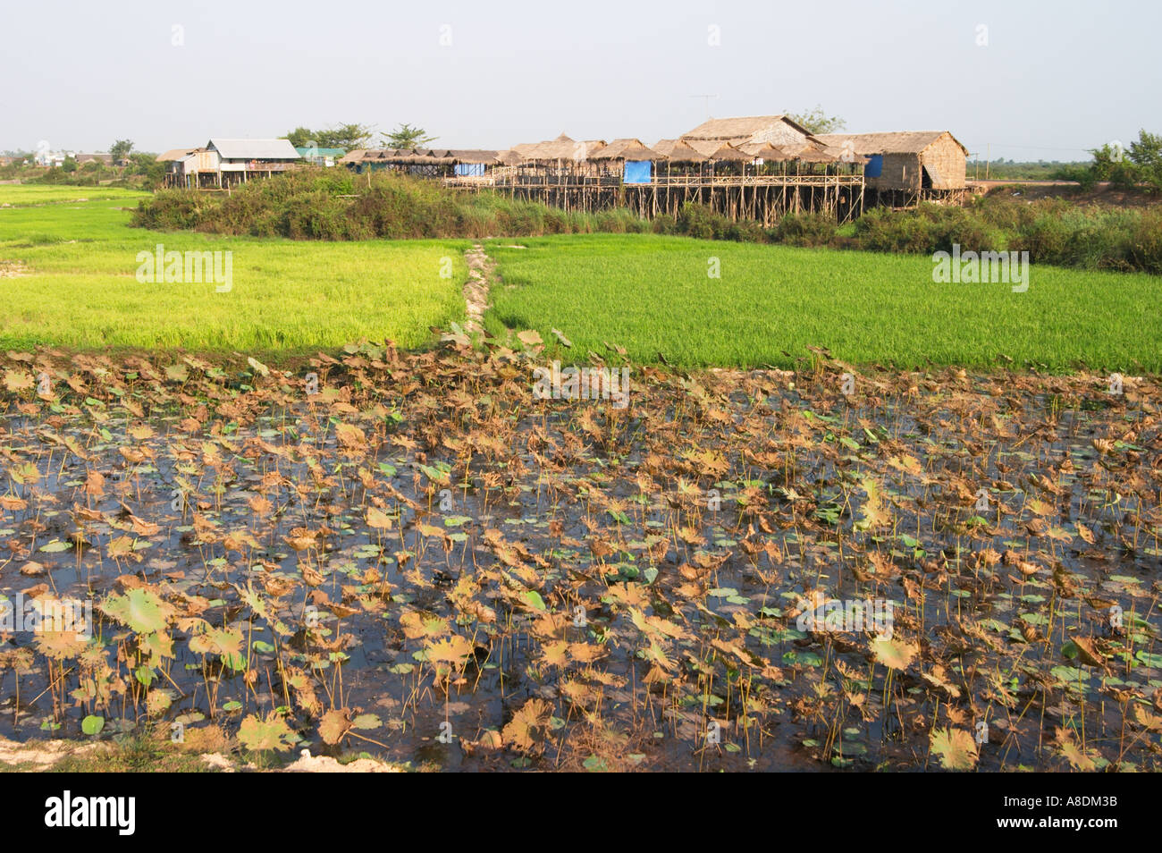 Zona agricola con capanne su palafitte per le inondazioni nella stagione delle piogge in siem reap area della Cambogia nel sud est asiatico Foto Stock