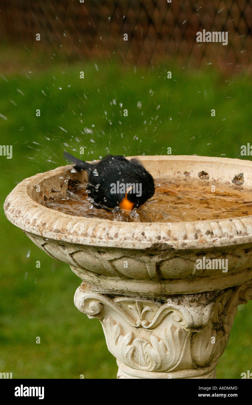 Blackbird Bagno uccelli (Turdus merula) di balneazione in Foto Stock