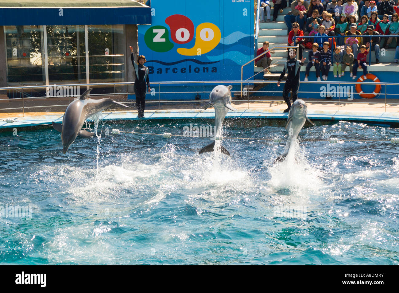 Lo Zoo di Barcellona Aquarama dolphin display Foto Stock