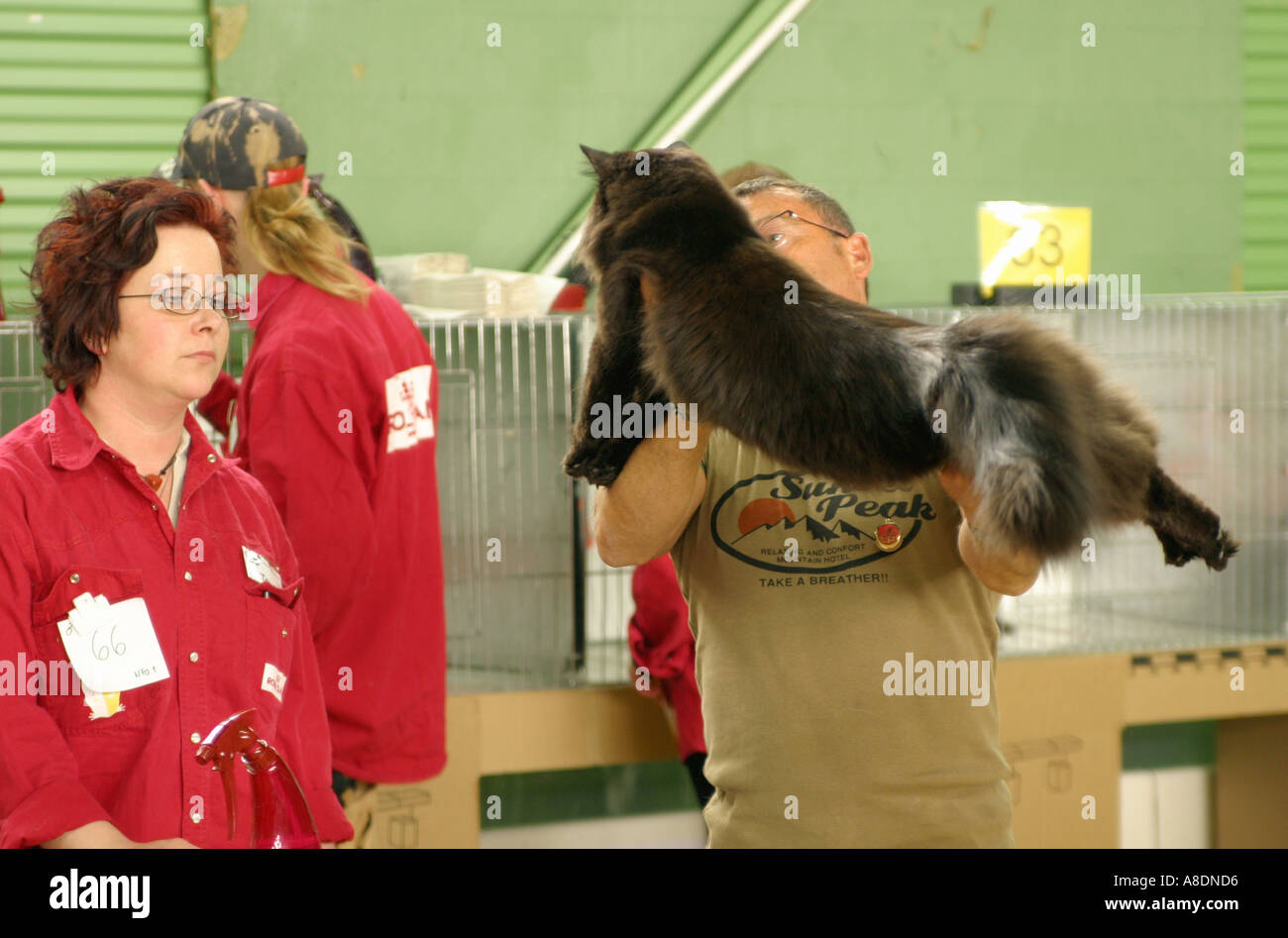 La Giuria Italiana stati sta esaminando un gatto in un gatto internazionale presentano in Svezia Foto Stock