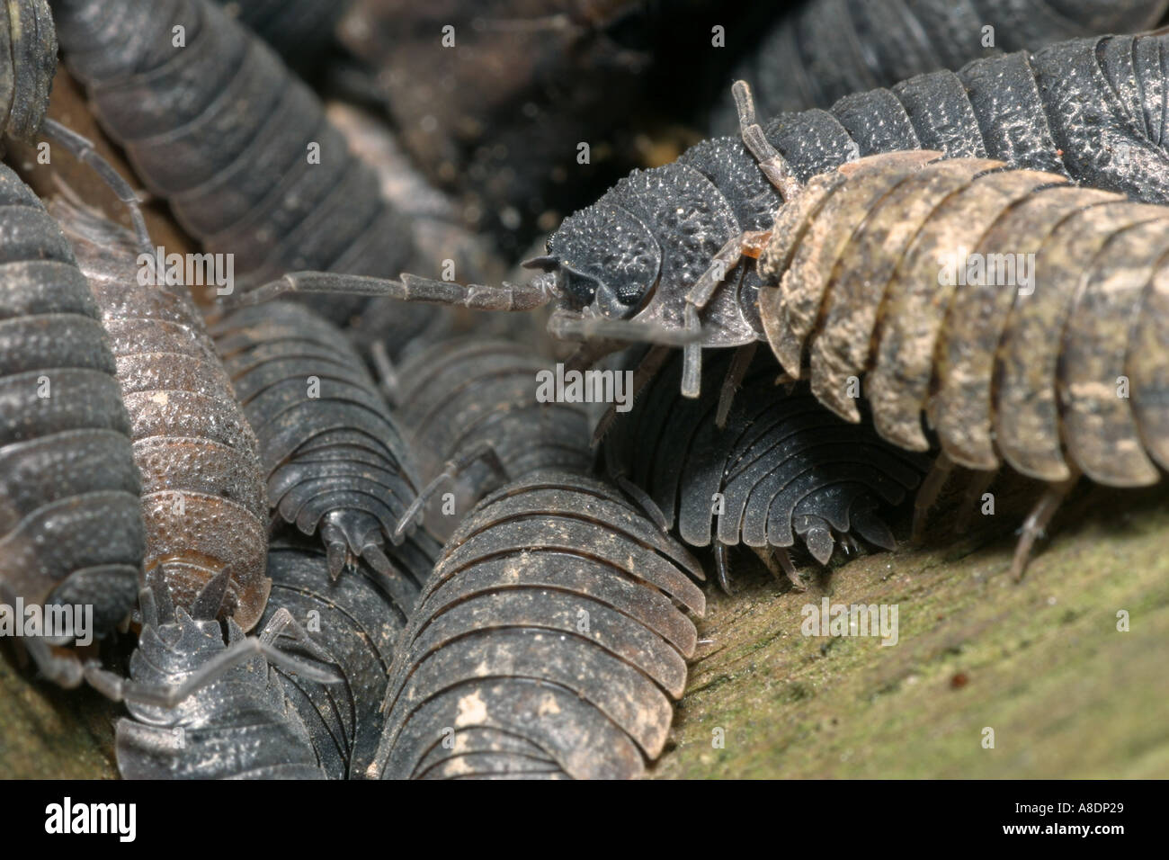 Affollato di woodlice Foto Stock