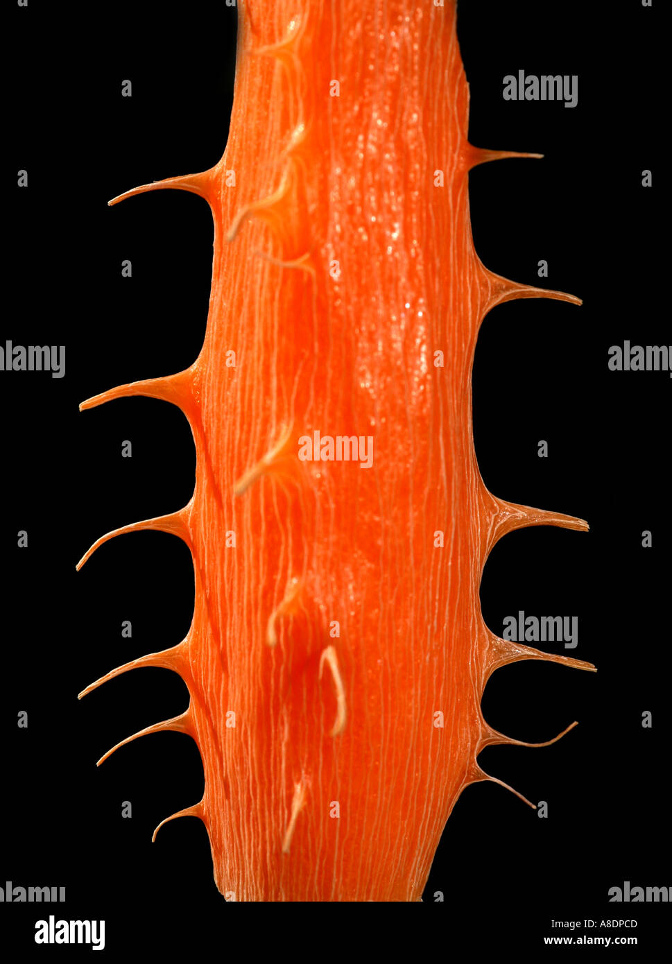 Il nucleo di una carota Foto Stock