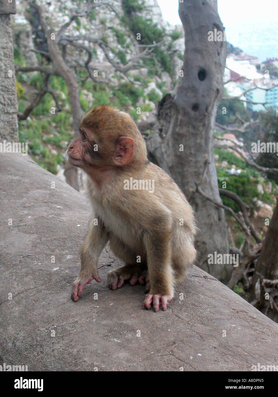 Giovani Barbary macaque sulla Upper Rock di Gibilterra Foto Stock