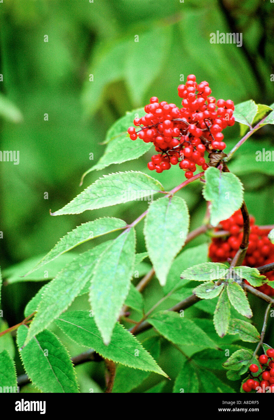 Rosso albero di bacche di sambuco SAMBUCUS RACEMOSA Foto Stock