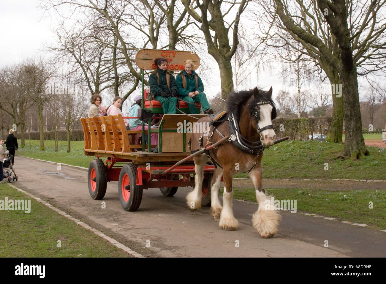 Cavallo Clydesdale tirando il carrello nel Parco di Glasgow Glasgow Scozia GB UK Foto Stock