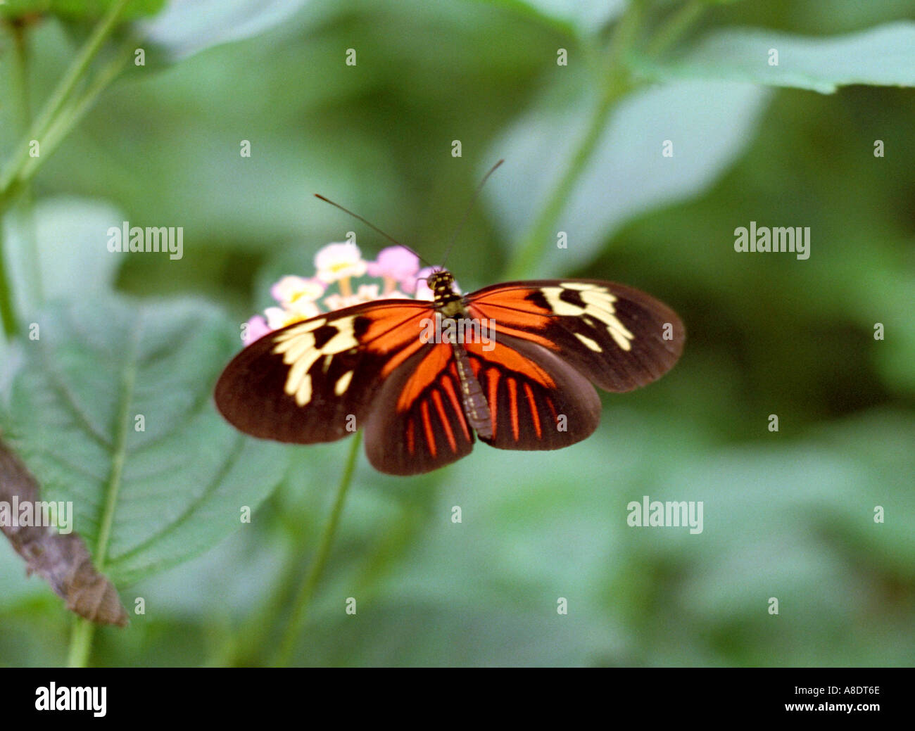 Portalettere Butterfly, Heliconius melpomene :, Nymphalidae, Sud America Foto Stock