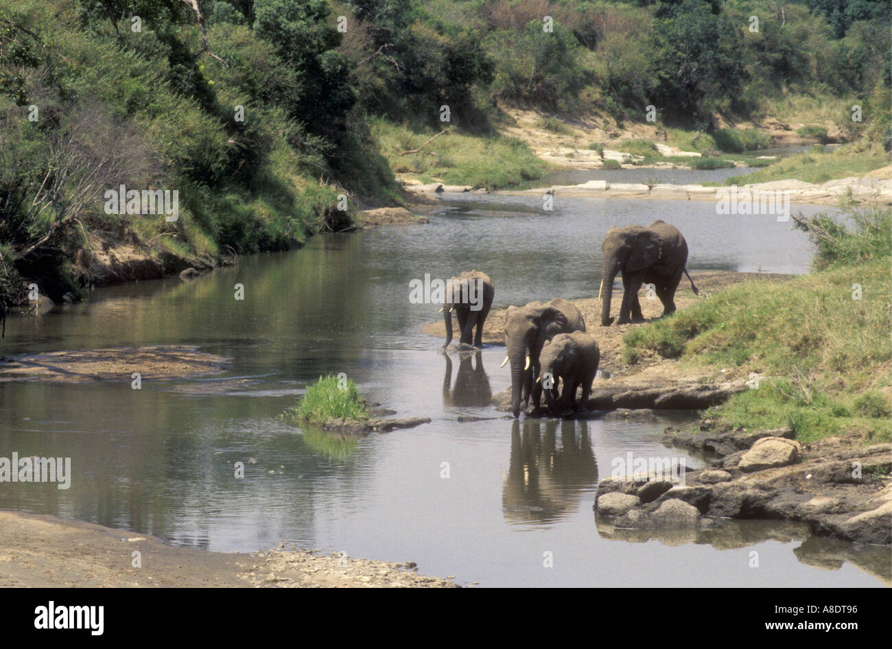 Gli elefanti di bere nel fiume Talek Masai Mara riserva nazionale del Kenya Foto Stock