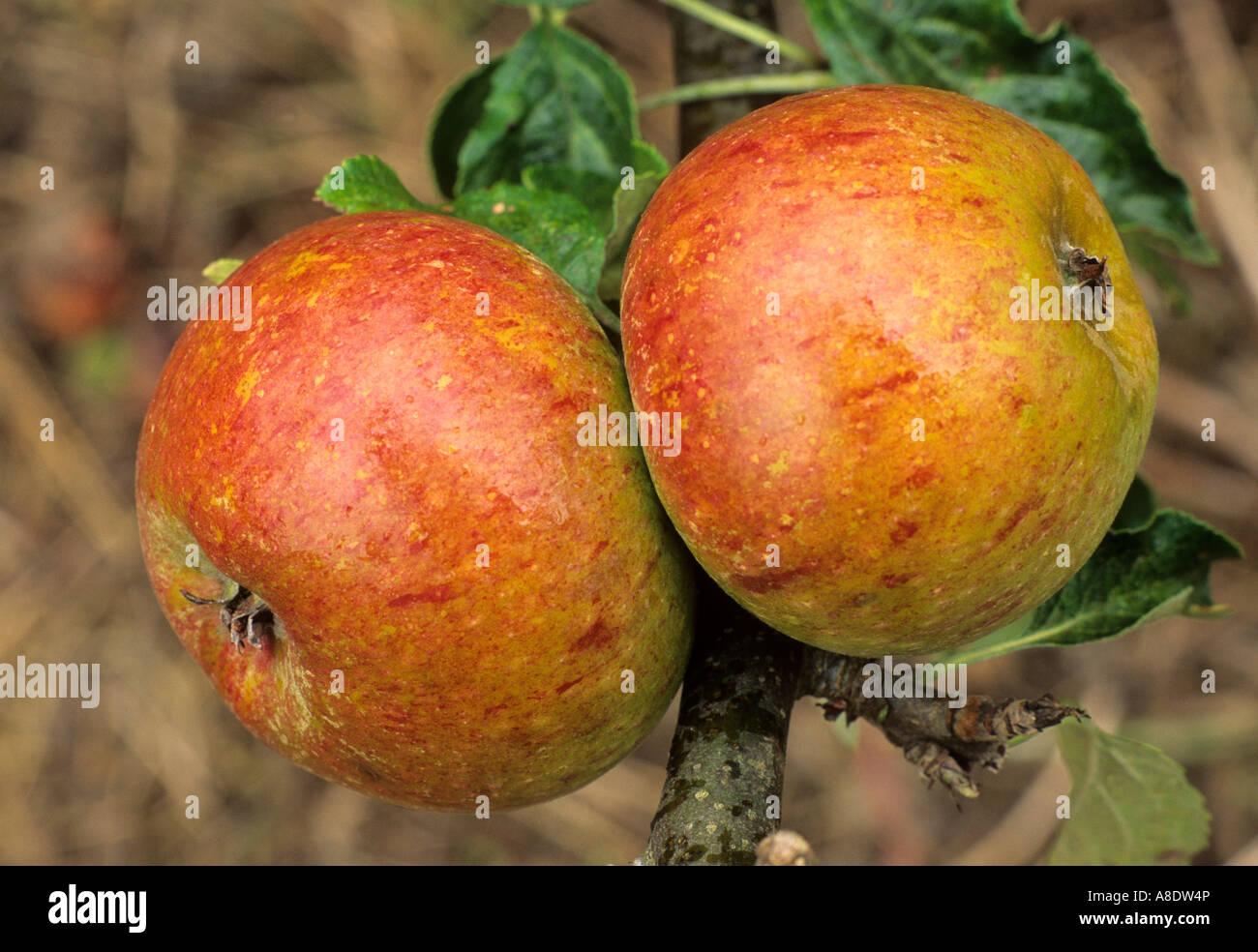 Apple Cox's Orange Pippin varietà Varietà di mele frutta crescendo su albero, mangiare sano Foto Stock