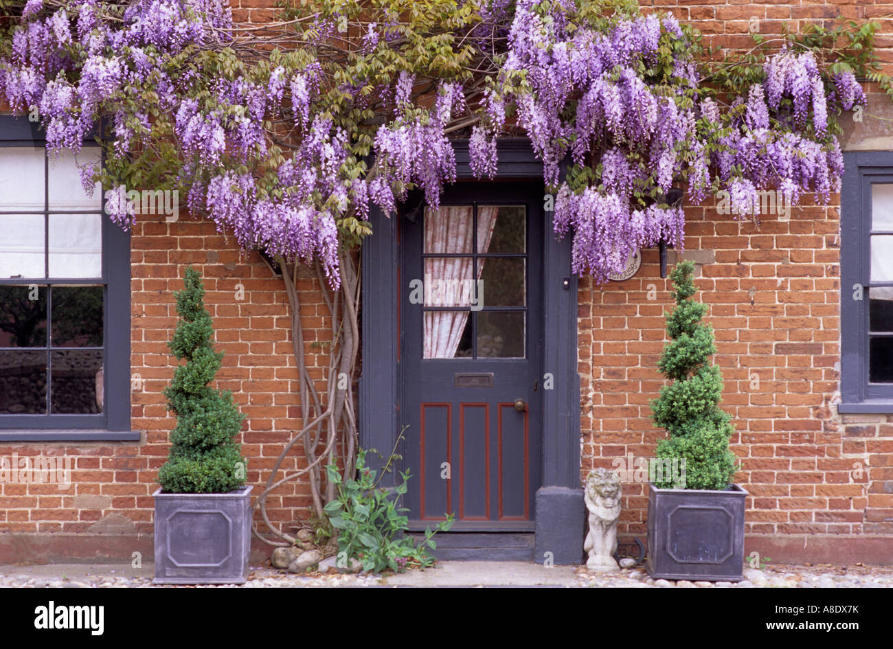 Sportello anteriore con viola il glicine fiorito, casa anteriore, topiaria da spirali, parete impianto di arrampicata Foto Stock