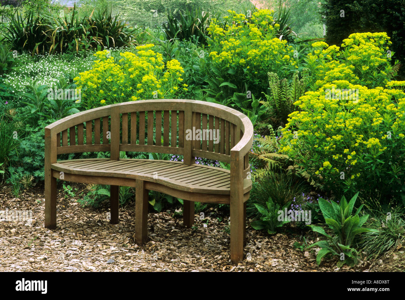 Panchina da giardino in legno percorso chip Euphorbia Woodland Garden Foto Stock