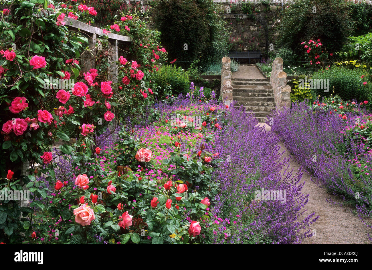 Inverewe Gardens, a Poolewe, Scozia, red rose rampicanti, pergola, nepeta, rosso e viola e combinazione di colori, piante, fiori REGNO UNITO Foto Stock