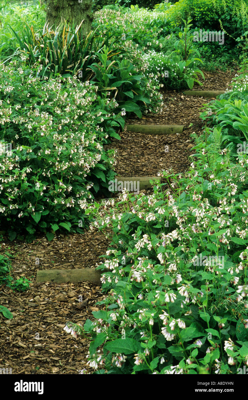Woodland Garden corteccia di trucioli di legno symphytum percorso pulmonaria ombra, la copertura del terreno, viali ombreggiati symhhytums Foto Stock