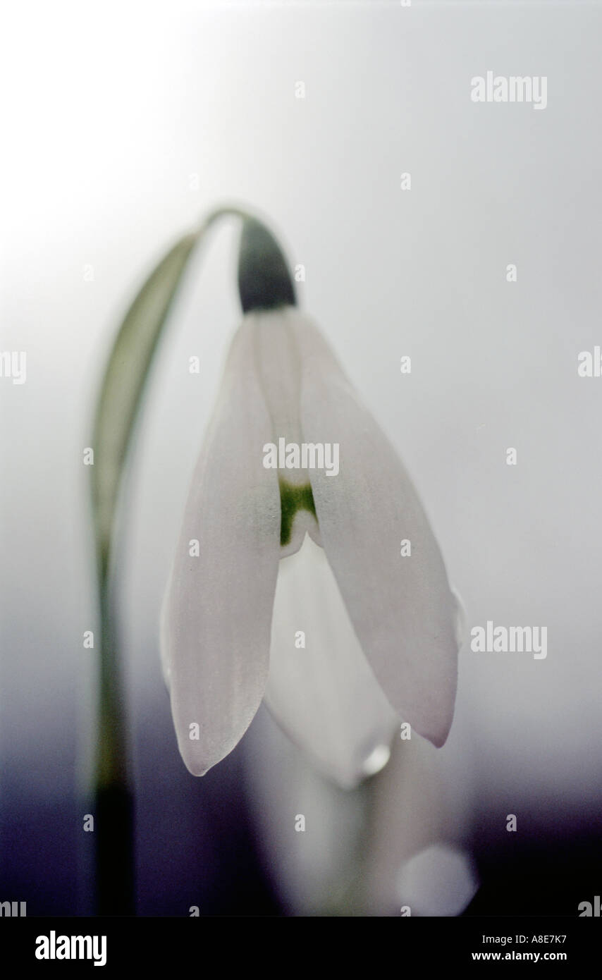 Bucaneve Galanthus nivalis Foto Stock