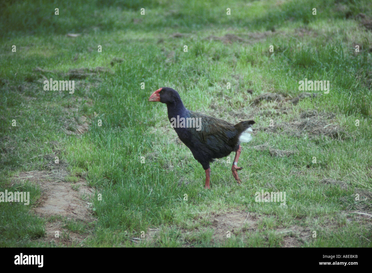 Takahe Notornis mantelli camminare sull'erba Nuova Zelanda Foto Stock