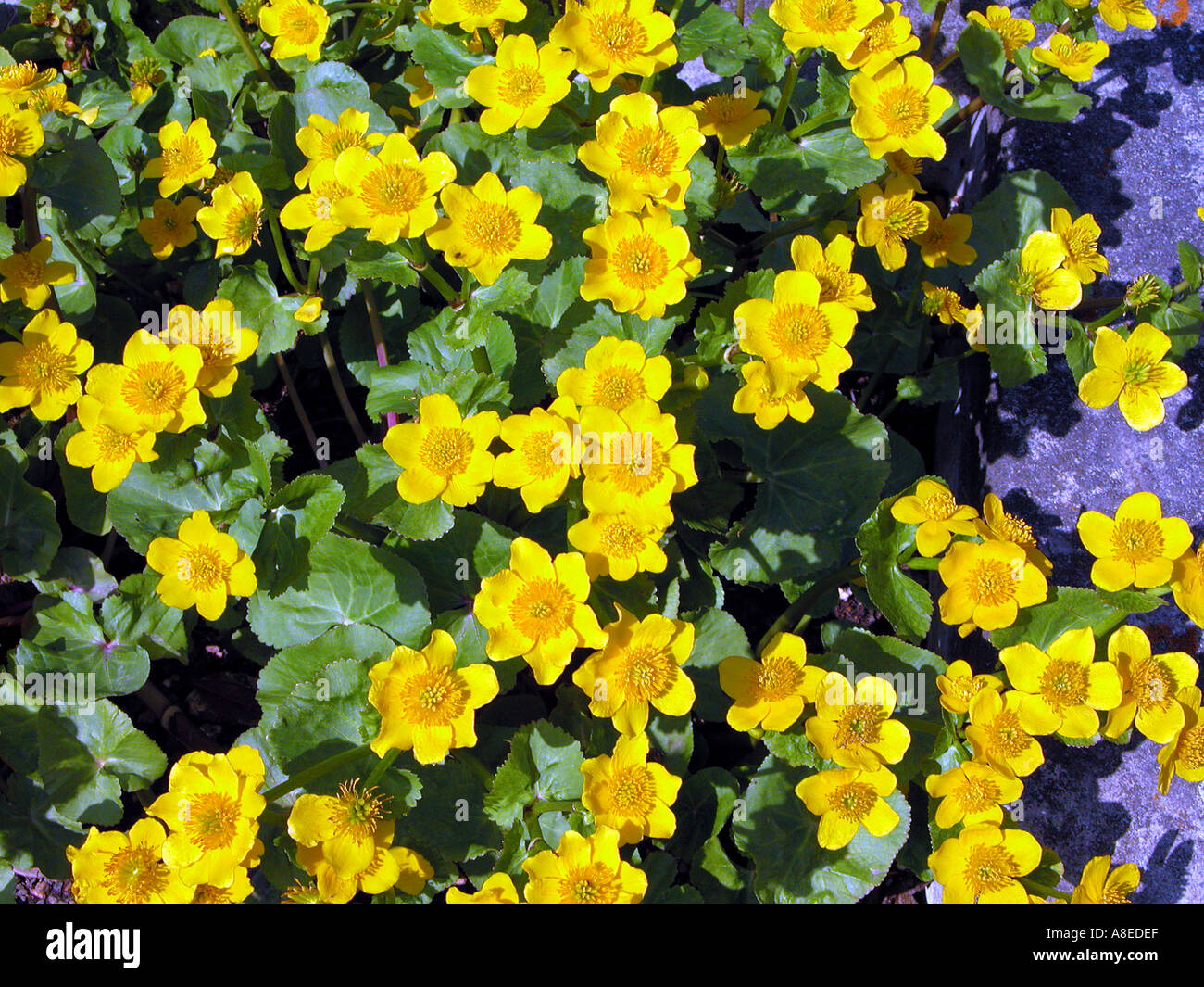 RANUNCULACEAE Caltha palustris Sumpfdotterblume l europa asia america del nord Foto Stock