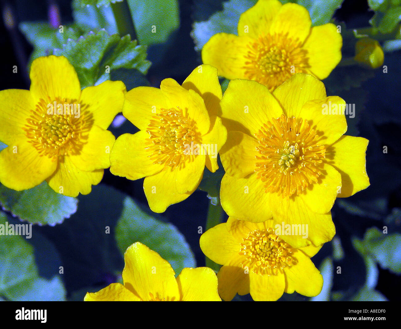 RANUNCULACEAE Caltha palustris Sumpfdotterblume l europa asia america del nord Foto Stock