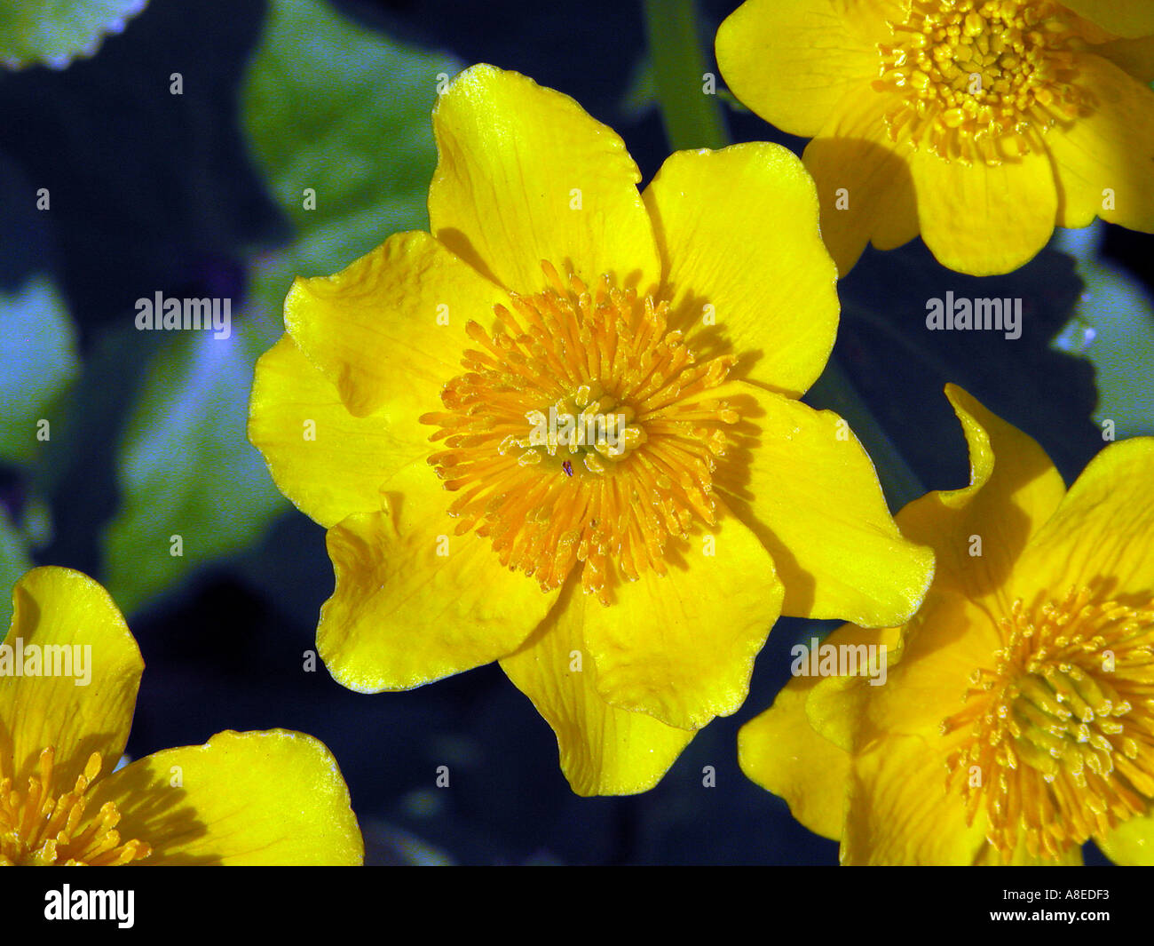 Marsh marigold Caltha palustris Sumpfdotterblume dotterblume Cowflock Cowslip Kingcup Foto Stock