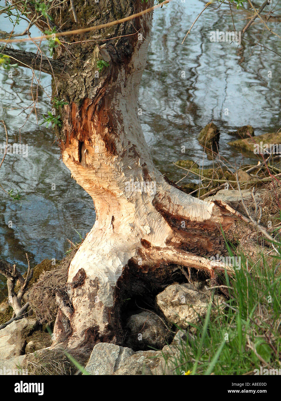BEAVER s pasto feed Foto Stock