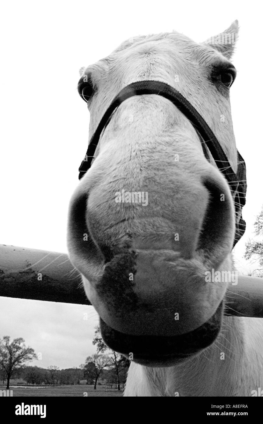 Ampio angolo colpo di testa di un cavallo bianco su un nuvoloso giorno. Foto Stock